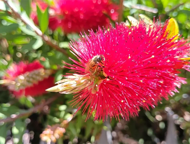 Concorso Salviamo Api Biodiversità con ape su fiore rosso