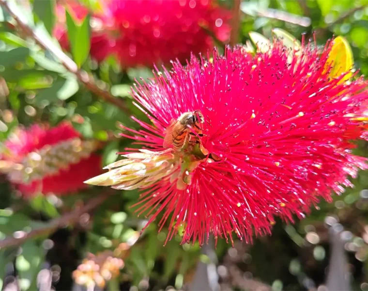 Concorso Salviamo Api Biodiversità con ape su fiore rosso