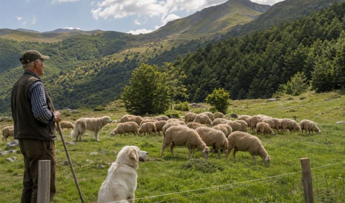Parco e Confagricoltura per fauna e allevatori in un pascolo montano con gregge, cane da guardiania e orso a distanza