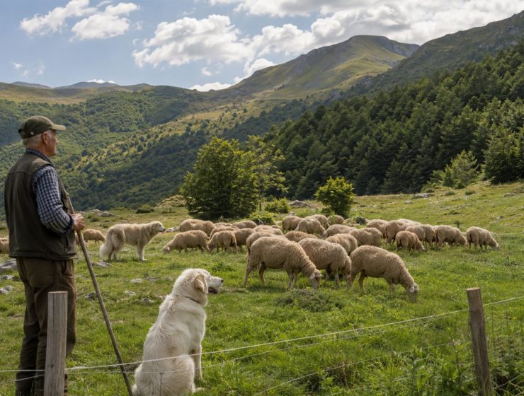 Parco e Confagricoltura per fauna e allevatori in un pascolo montano con gregge, cane da guardiania e orso a distanza