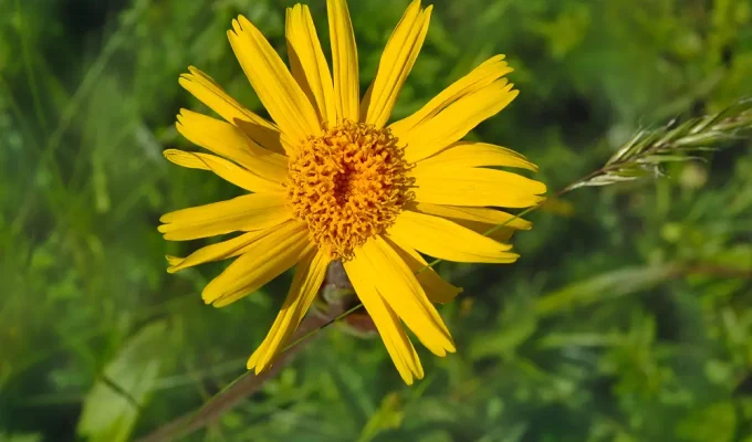 Fiore di arnica per crema con arnica e artiglio del diavolo