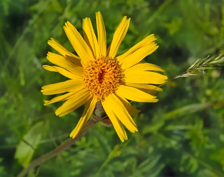 Fiore di arnica per crema con arnica e artiglio del diavolo